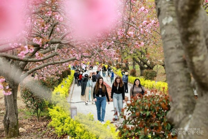 1-1. 경주 불국사공원 겹벚꽃 절정 임박_01.JPG