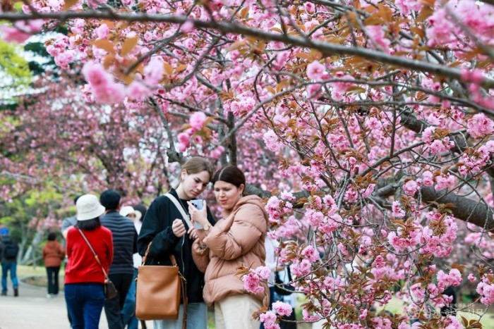 1-2. 경주 불국사공원 겹벚꽃 절정 임박_02.JPG