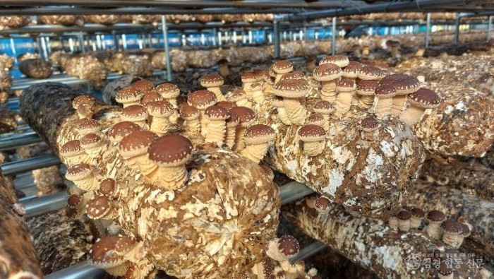 1. 울진군“소득·인력·산업 3축으로 농업 체질 바꾼다”(청년창업 농업대전환과 모집 관련-표고버섯).jpg