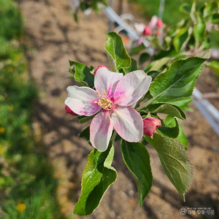 0415 안동시  사과 저온 피해 극복 위해 ‘인공수분’ 당부 (2).jpg