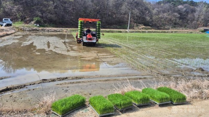 1. 모내기 사진 (3).jpeg