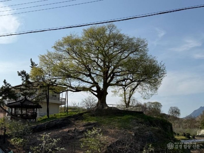 1-1. (산림녹지과)작업 후 사진(마성면 남호리 산1 느티나무).jpg