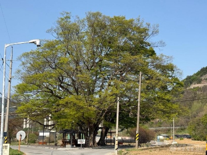 1-2. (산림녹지과)작업 후 사진(불정동 179번지 느티나무).jpg