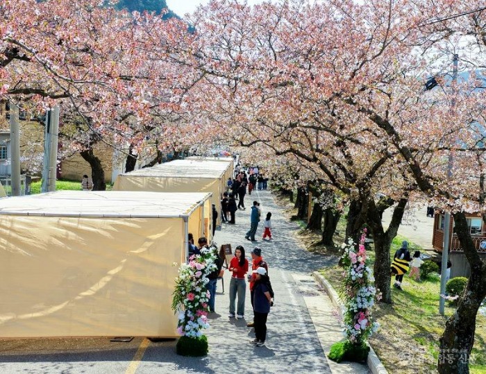 3. 성류굴 입구에서 열린‘여울진 꽃케이션’ 플라워마켓이 화창한 봄날 벚꽃비 속에서 성황리에 마무리 됐다.5.jpg