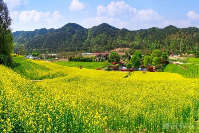 (예천군)회룡포로 떠나는 봄날 감성 나들이 2026 예천 회룡포 봄나들이 축제 개막(2025 회룡포 봄풍경)(1).jpg