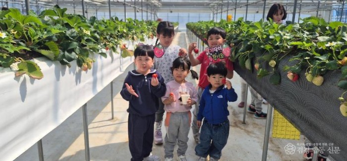 2-2.딸기 따기 체험 행사 .jpeg