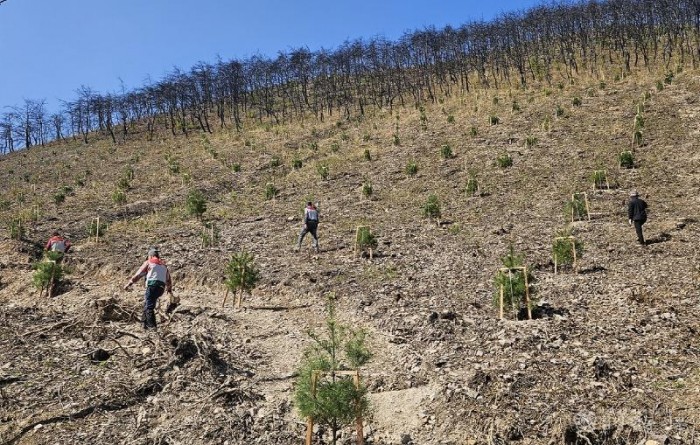 0420 안동시  산불 피해지 복원 위한 ‘봄철 조림 사업’ 총력 (1).jpg