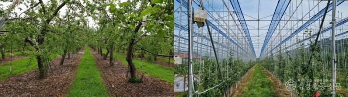 0421 안동시  스마트농업 솔루션으로 사과 생산 안정성 확보 (1)-스마트과원.jpg