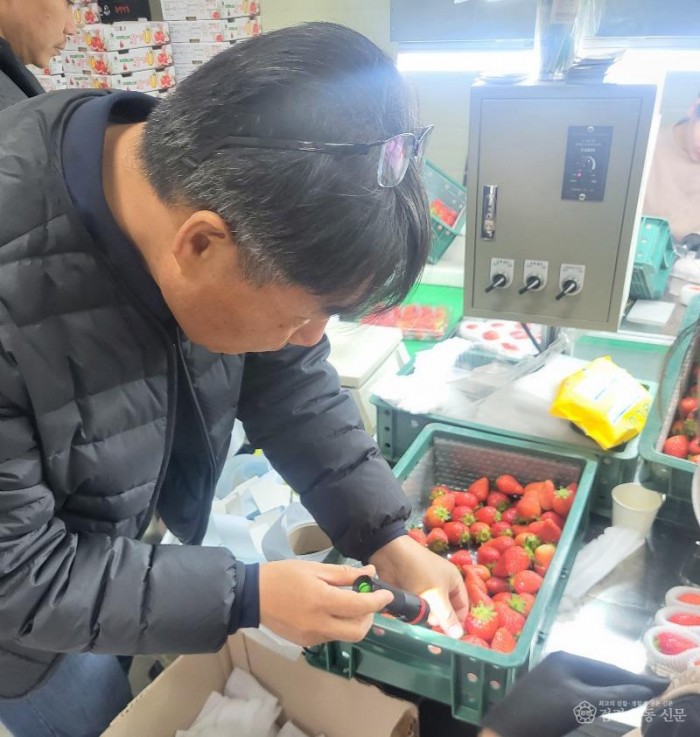 24일 (홍성군, 딸기 수출 판 키운다…‘스마트 수출 전문단지’ 국비 공모 선정2)_수출검역관 검역.JPG