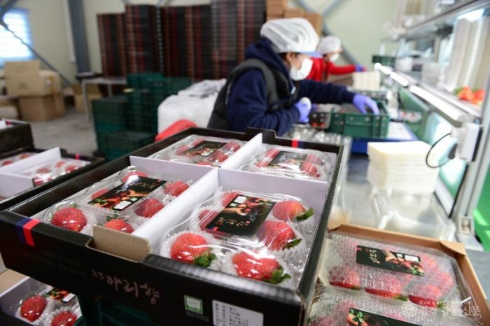 24일 (홍성군, 딸기 수출 판 키운다…‘스마트 수출 전문단지’ 국비 공모 선정3)_아리향.JPG