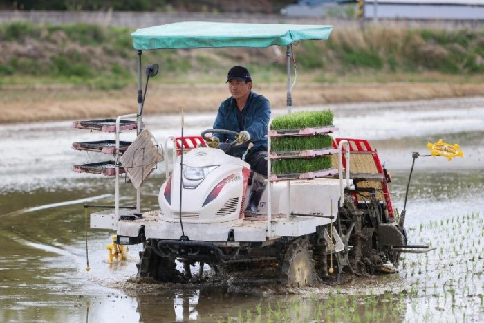 2026 04 27 조생종 벼 첫모내기(농정과)107.JPG