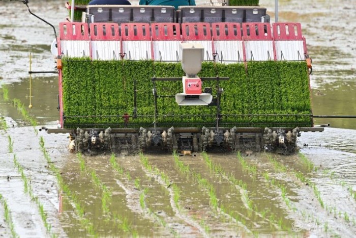 영주-2-3 이앙기를 사용해 모를 심고 있다.jpg