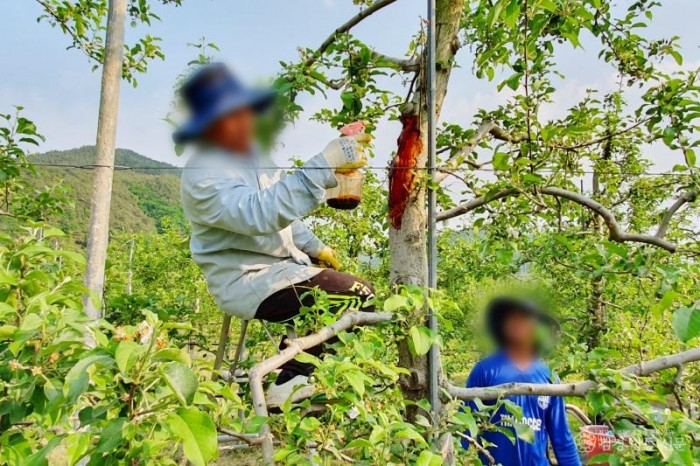260428보도자료(청송군, 외국인 계절근로자 451명 순차 입국) (1).jpg