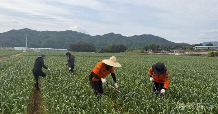260429-1농촌일손돕기2.jpg