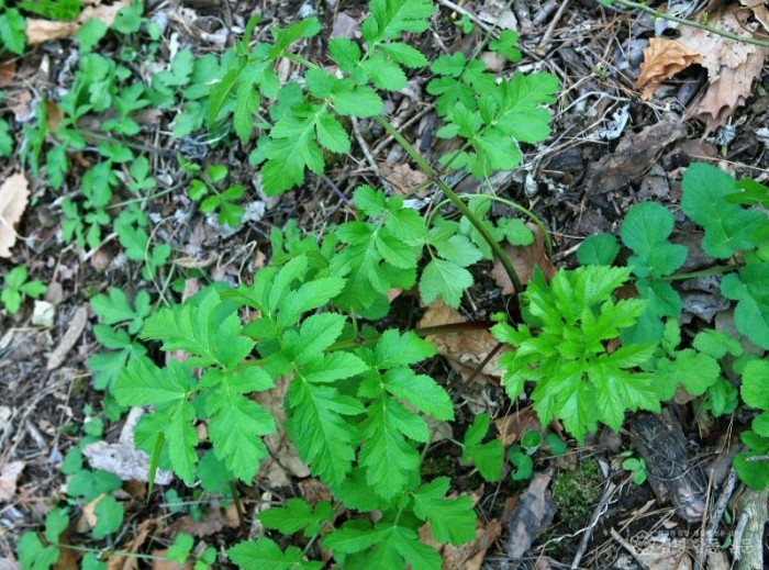 1-3. 사진(어수리).jpg
