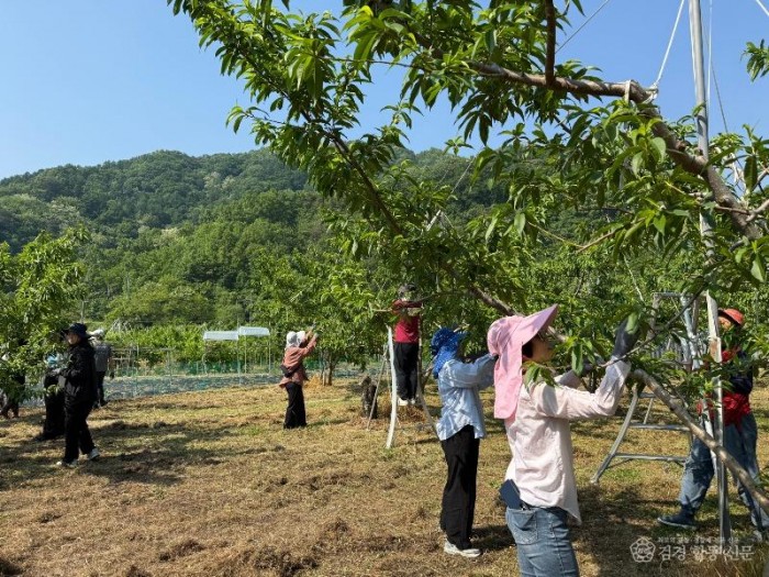 구성면, 영농철 맞아 복숭아 농가 일손돕기 ‘구슬땀’-구성면(사진2).jpg