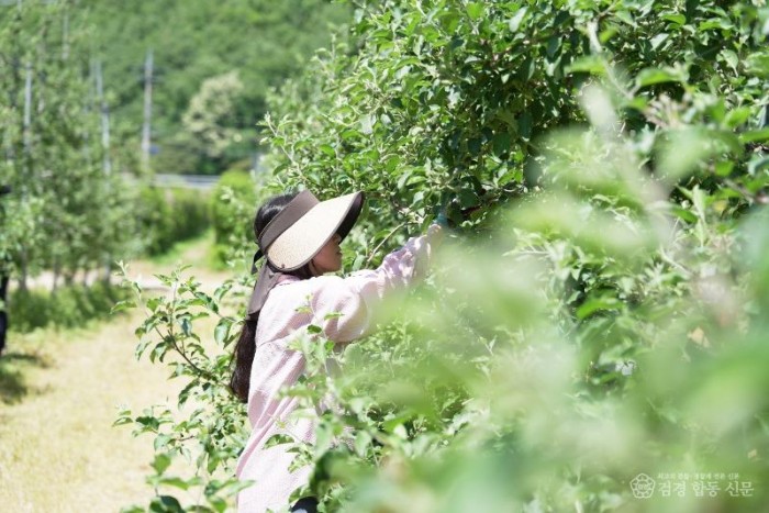 260518보도자료(청송군, 봄철 농촌일손돕기 추진...영농 인력난 해소 지원) (4).JPG
