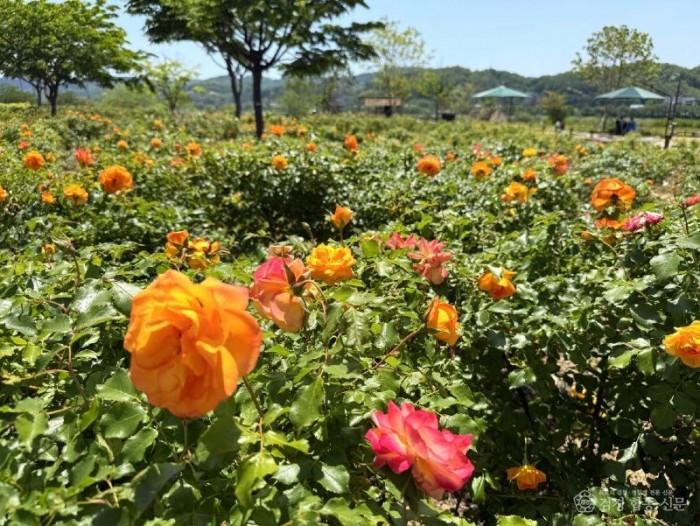 0518 안동 낙천공원  도심 속 힐링 명소로 각광 (2).jpg