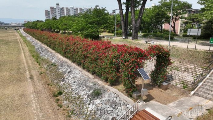 영주-1-1 영주시는 서천과 남원천 둔치 일원에 장미터널 설치와 초화류 식재사업을 추진한다.JPG