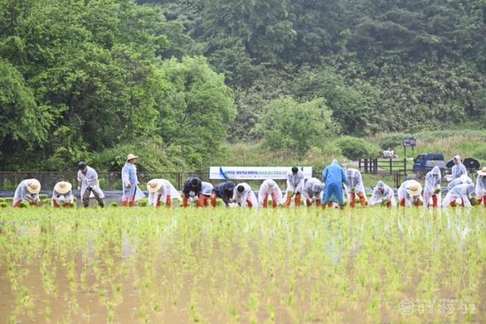 1-1. (환경보호과)모내기 행사.jpg