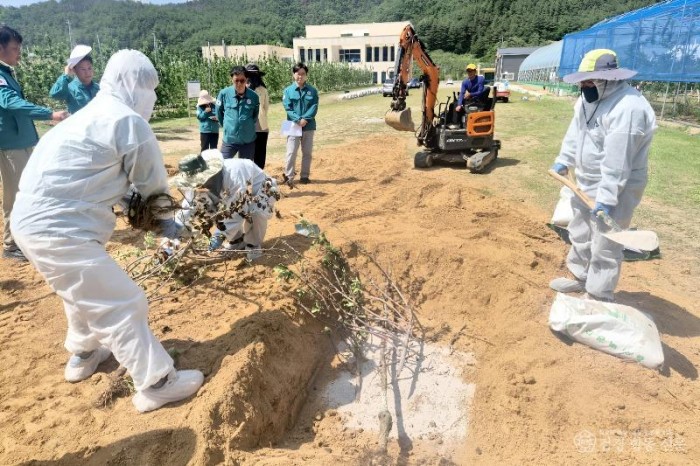 260602보도자료(청송군, 과수화상병 발생 대비 모의훈련 실시) (1).jpg
