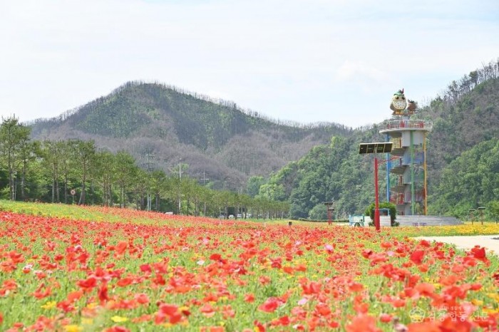 260529보도자료(청송군, 산소카페 청송정원 꽃양귀비 단지 무료 개방) (1).jpg