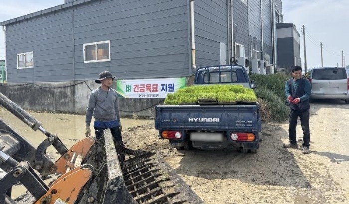 1 [사진] 영천시, 농가 대상 ‘벼 긴급 육묘’ 지원 총력 (1).jpg
