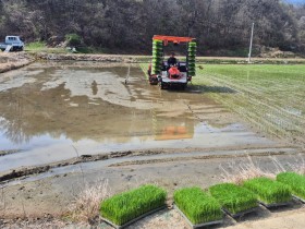 보령 농업의 미래 ‘2세대 빠르미’ 첫 모내기 실시