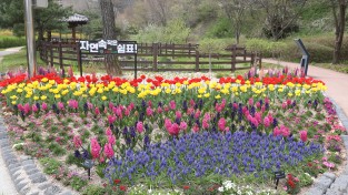 봄이 머무는 곳 ‘보령무궁화수목원’으로 떠나요