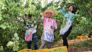 [광양시] 공직자, 매실 수확철 ‘농촌 일손돕기’ 적극 나서