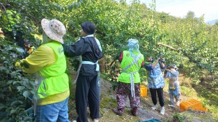 [광양시] 주부명예기자단, 매실농가 농촌일손돕기 ‘구슬땀’