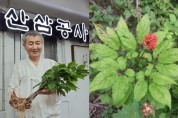 (주)한국산삼공사, (주)한국산삼원을 통해 글로벌 공략 본격가동 전 세계 50개국, 1만여 명이 참여한 필리핀 블록체인 위크서 심본당 호평 받아