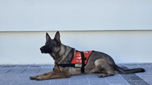 구조견 ‘나이스’ 수색 15분 만에 실종자 발견  경남119특수대응단, 구조견 활용 수색 출동 성과