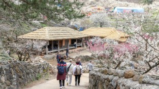 [광양시] 제23회 광양매화축제 팡파르 열흘간 대장정