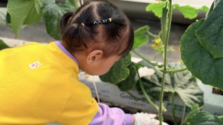 보령시, 친환경 농산물 수확 체험을 통한 올바른 식습관 형성에 나선다