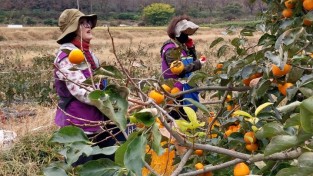 산불의 상처를 딛고 핀 주황빛 희망