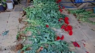 세종 기동순찰대, 비닐하우스서  양귀비 무더기 적발