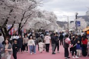 2026 안동 벚꽃축제 16만 2000여명 다녀가며 체류형 관광 성과 보여