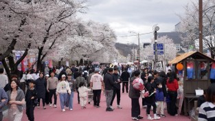 2026 안동 벚꽃축제 16만 2000여명 다녀가며 체류형 관광 성과 보여
