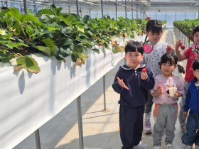 봉화군 어린이급식관리지원센터, 어린이 딸기 따기 체험 진행