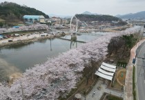 상주시, 왕벚나무 개화 시작으로 본격 봄 도래 알려