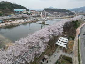 상주시, 왕벚나무 개화 시작으로 본격 봄 도래 알려