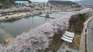 상주시, 왕벚나무 개화 시작으로 본격 봄 도래 알려