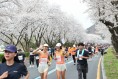 경주시  벚꽃길 위를 달린다… 경주벚꽃마라톤 4월 4일 개최