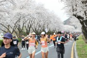 경주시  벚꽃길 위를 달린다… 경주벚꽃마라톤 4월 4일 개최