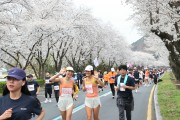 경주시  벚꽃길 위를 달린다… 경주벚꽃마라톤 4월 4일 개최