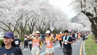 경주시  벚꽃길 위를 달린다… 경주벚꽃마라톤 4월 4일 개최