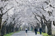 경주시“벚꽃 끝났다고?”… 경주 암곡, 마지막 봄을 붙잡다