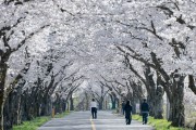 경주시“벚꽃 끝났다고?”… 경주 암곡, 마지막 봄을 붙잡다
