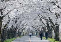 경주시“벚꽃 끝났다고?”… 경주 암곡, 마지막 봄을 붙잡다